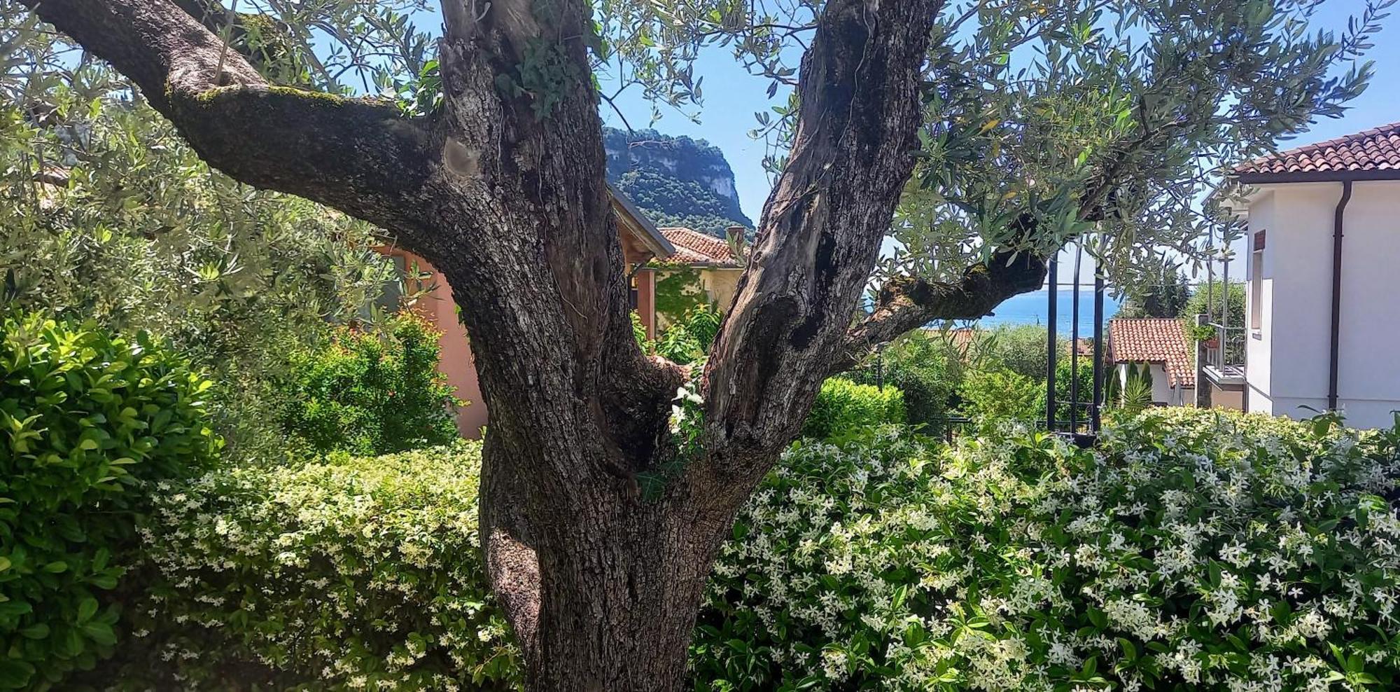 Regina Gardesana Villa Dış mekan fotoğraf